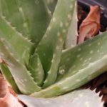 aloe-vera-plant-care