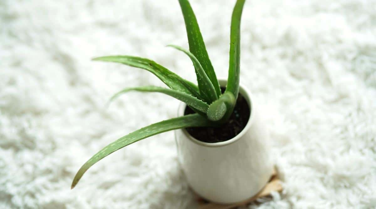 Aloe vera plant in white container