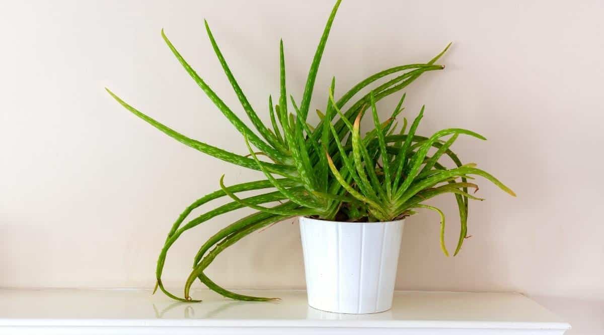 A succulent plant in a white porcelain pot stands on a white glossy shelf against a pale pink wall. Aloe leaves are elongated to the left and have yellowish spots and brown-yellow tips. The leaves are green, fleshy, with white spots and slightly pointed teeth along the contour of the foliage.