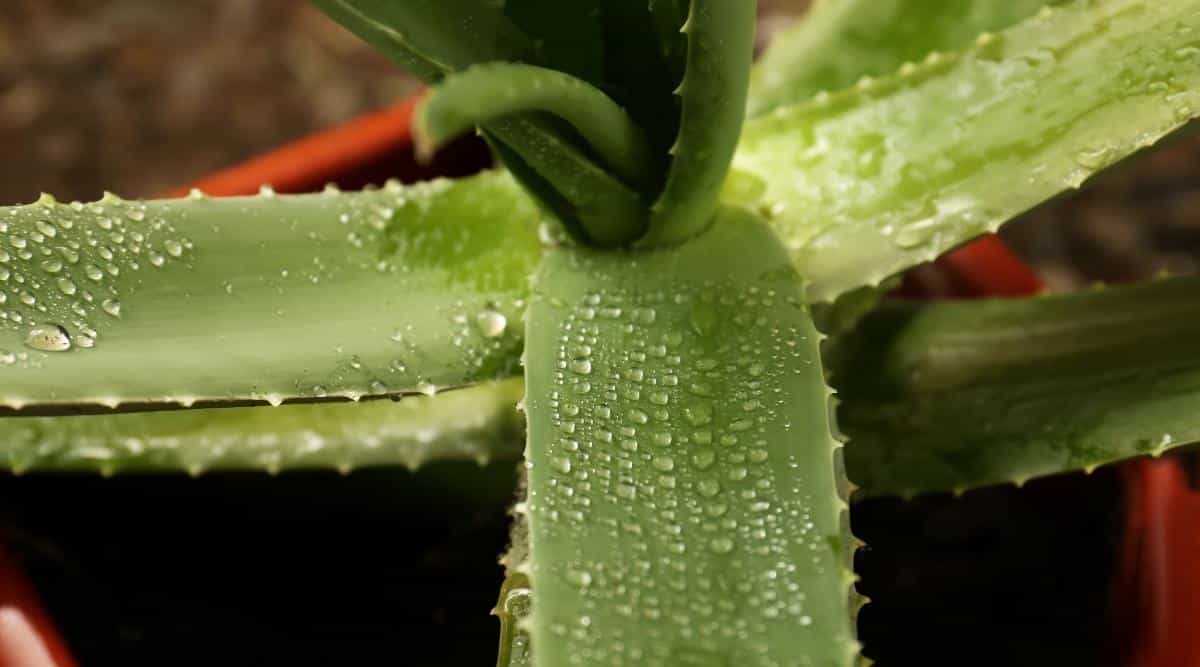 Aloe vera plant with water droplets on leaves