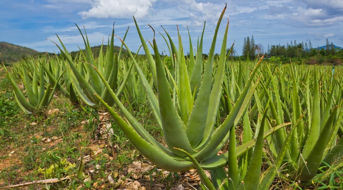 Aloe Vera plants thriving in soil surrounded by green grasses.