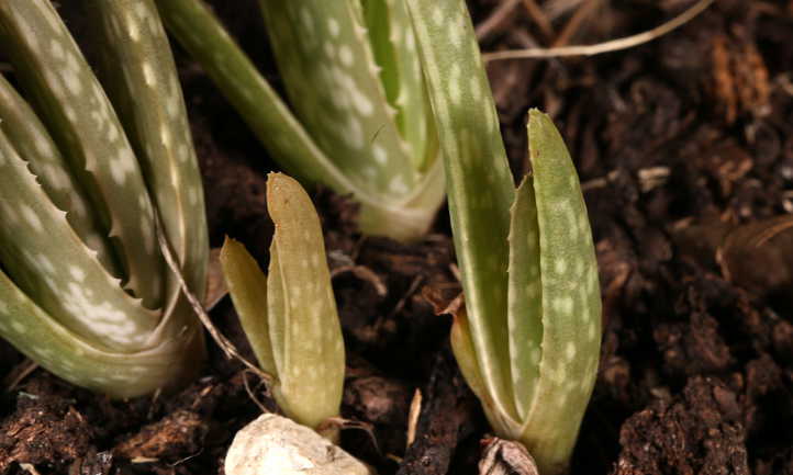 Aloe vera pups