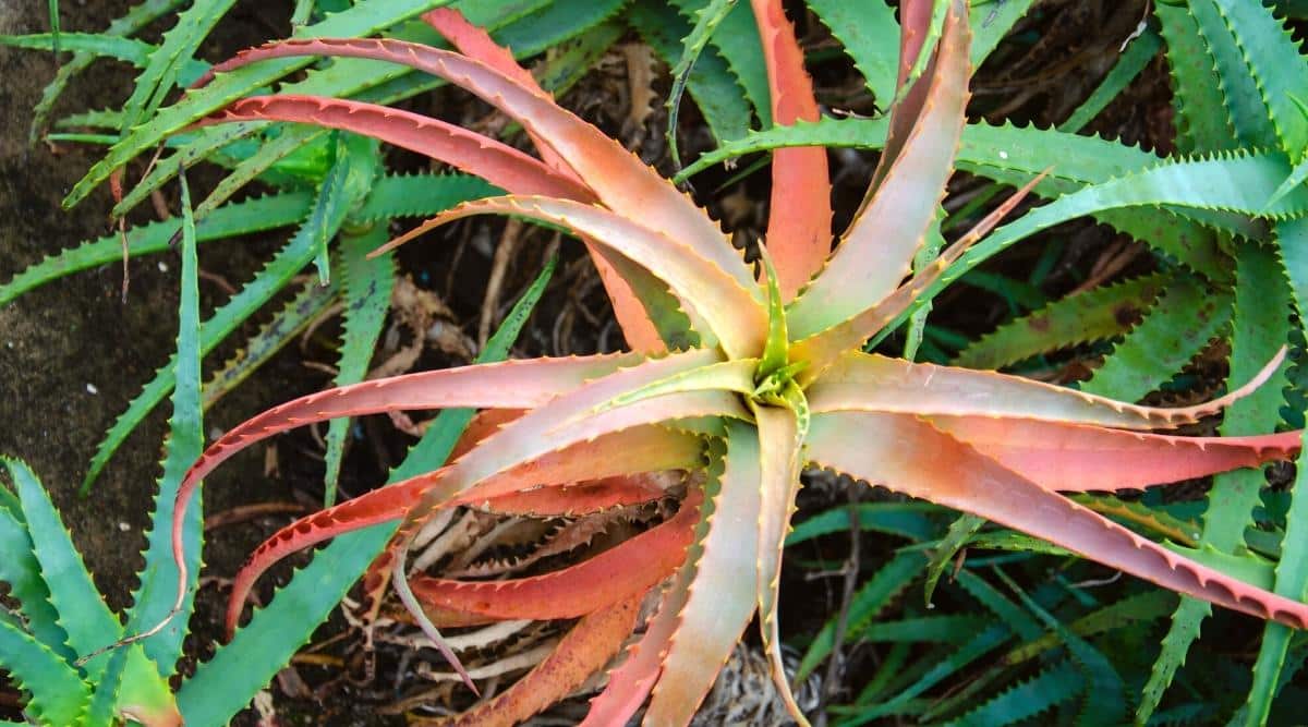 A large aloe vera plant with reddish leaves grows in the garden. The leaves are reddish in color, fleshy, long, with pointed teeth along the contour of the leaves. Healthy green plants grow nearby.