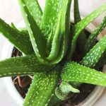 aloe-vera-size