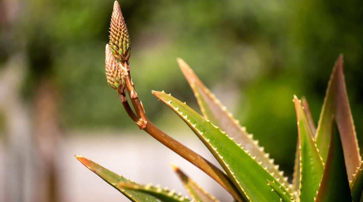 Close-up of a strong stem of aloe vera with an unopened bud.