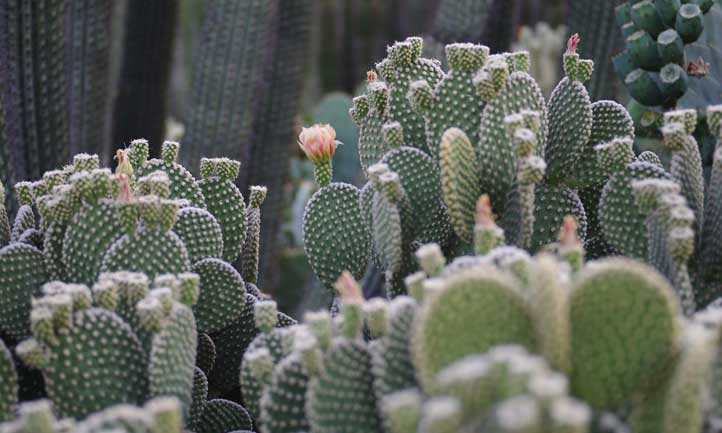 Angel wing cactus is versatile as both a houseplant and ornamental outdoor option