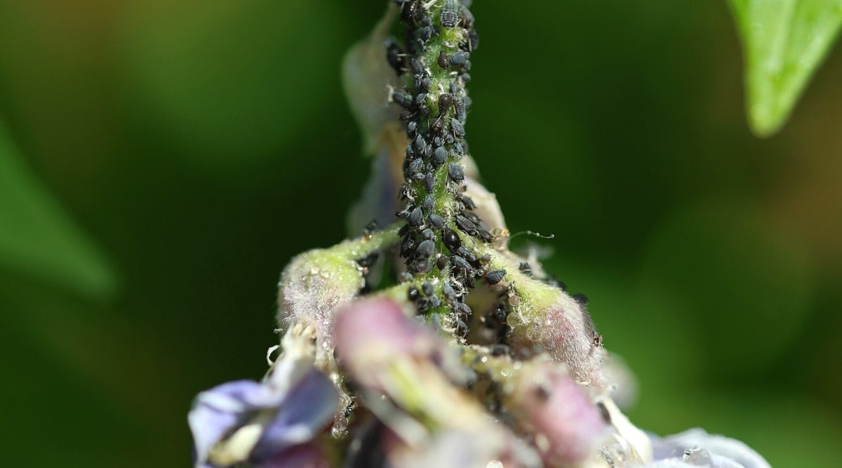 Close-up of many aphid pests on a green plant. Insects have tiny oval soft bodies of bright green color and thin gray legs.