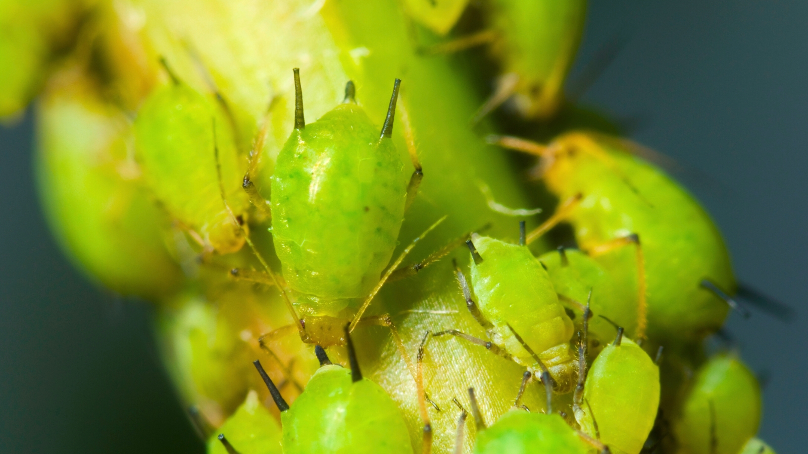 Close up of tiny green bugs covering a plants stem.