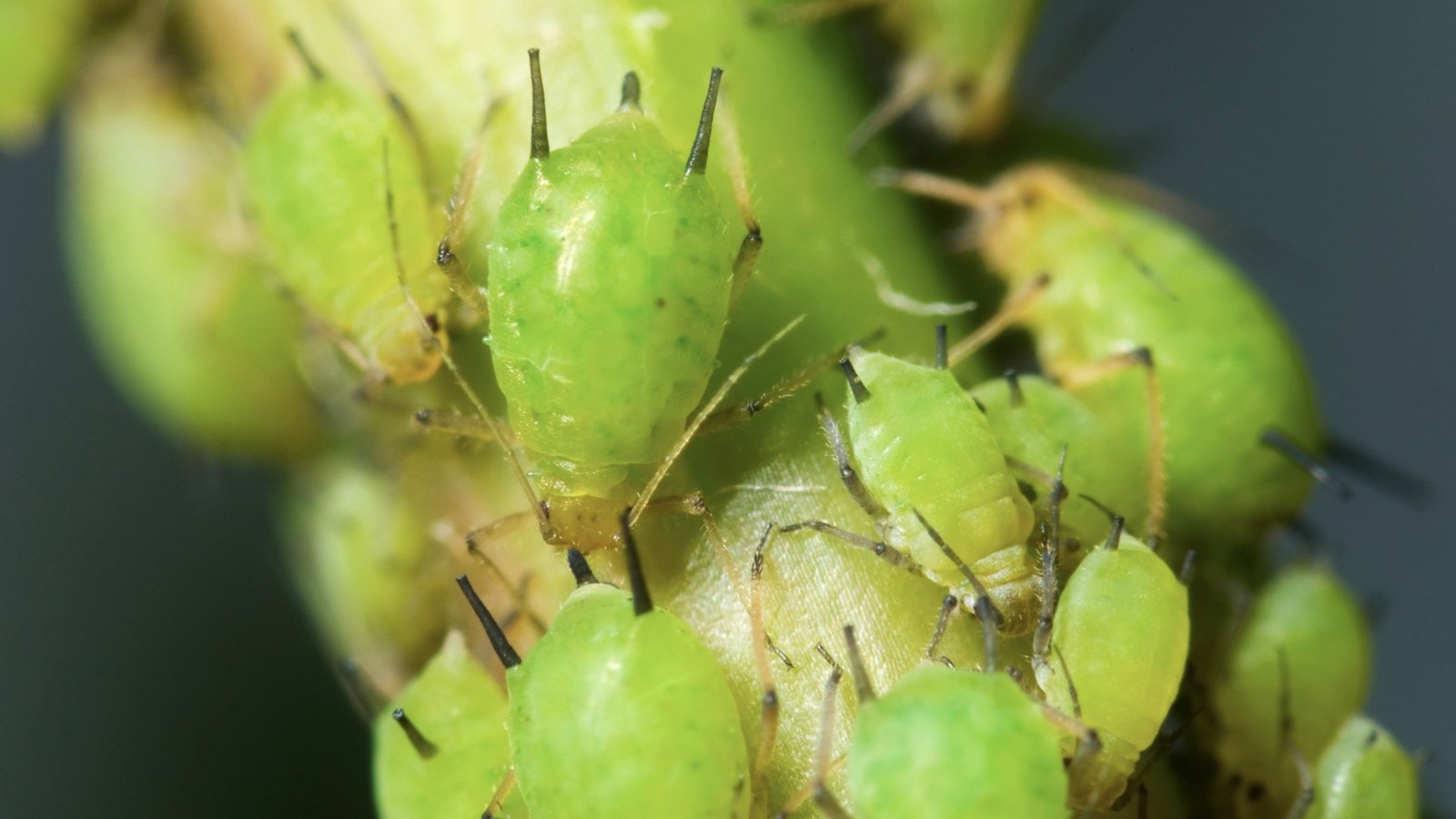 Close up of tiny green bugs crawling all over a bright green stem.