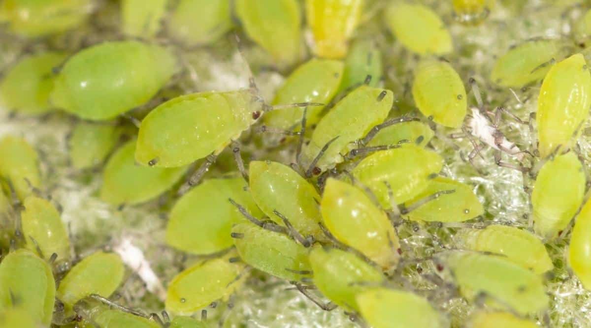 Group of green aphids on a plant