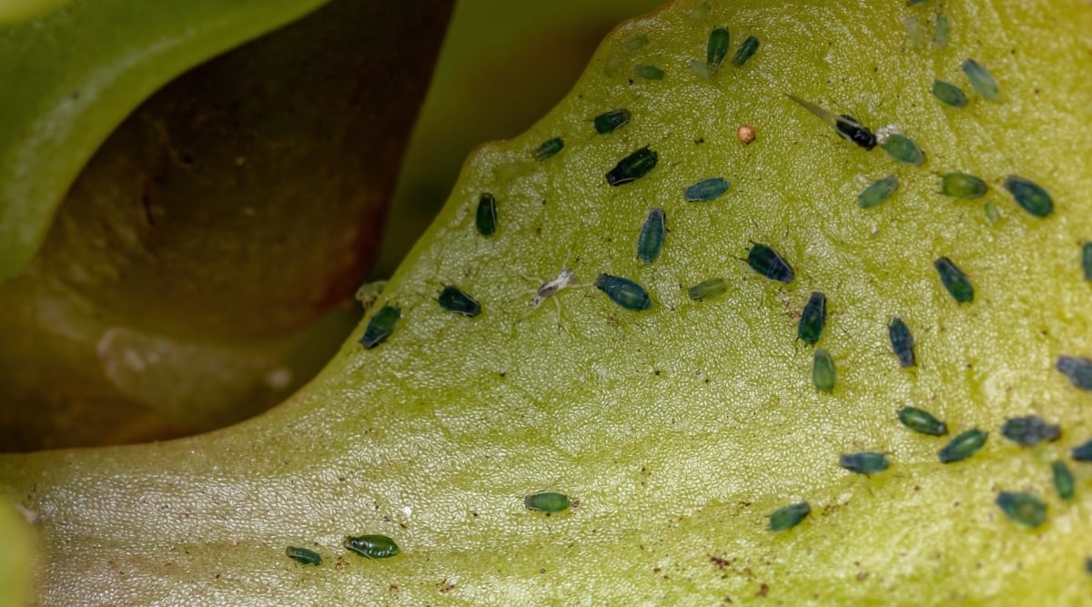 Tiny green bugs crawl on a thick, green, waxy leaf.