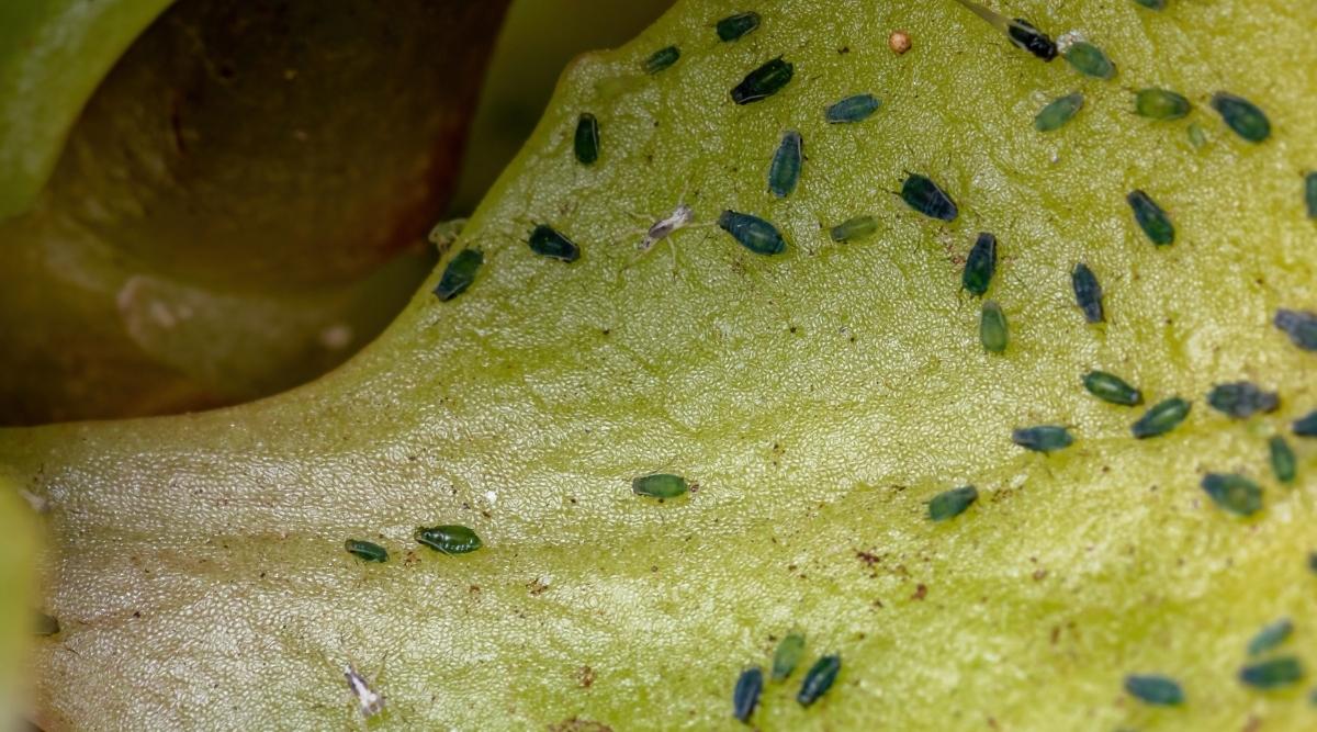 Black Aphids crawling on a Succulent Leaf