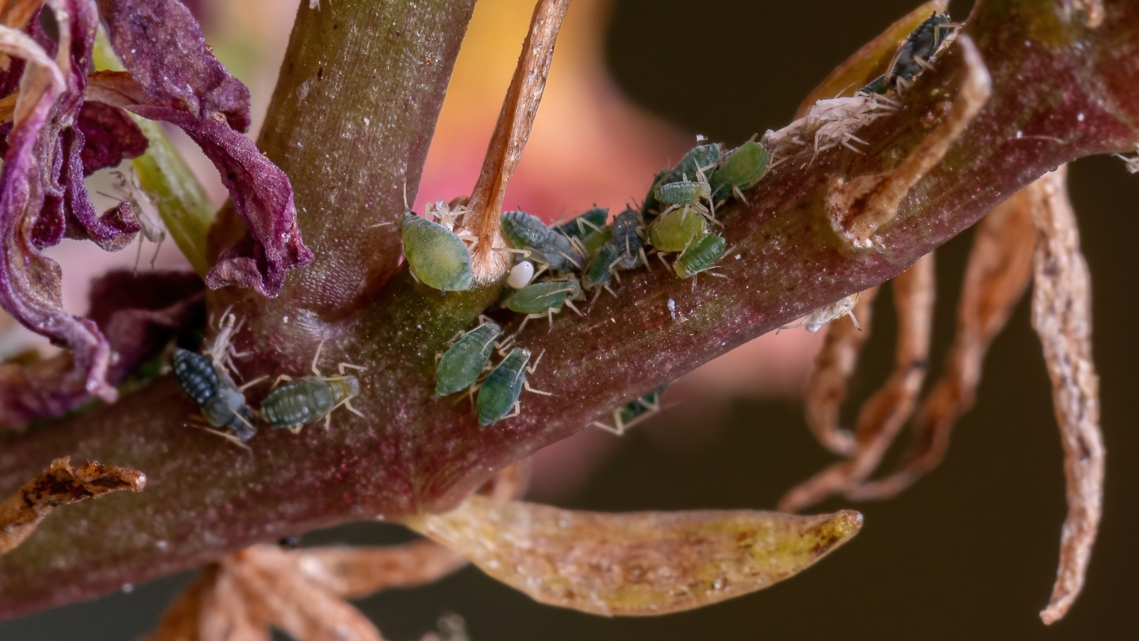 Close up of small, green, bugs crawling around on a thick, reddish stem.