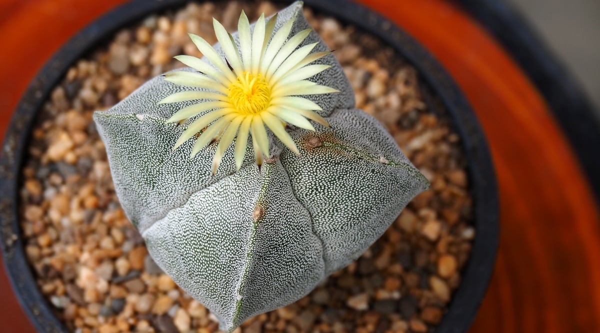 Top view, close-up of the Astrophytum myriostigma on a blurred background of decorative pebbles in a black flower pot. This thorny plant forms a short-columnar, star-shaped, silver-gray stem with 4 prominent ribs and a blooming soft yellow flower at the top. The flower is large, open, consists of thin narrow pale yellow petals arranged in one row, around a bright yellow center.