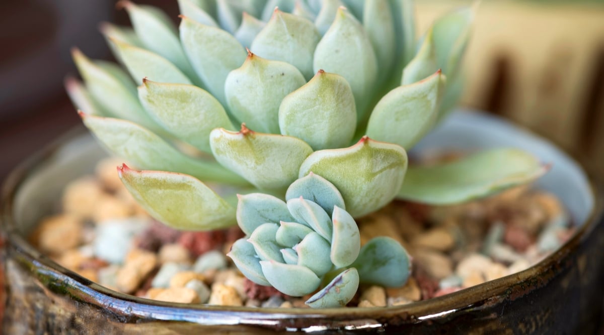 Close-up of Echeveria elegant succulent in a large ceramic pot indoors against a blurred background.