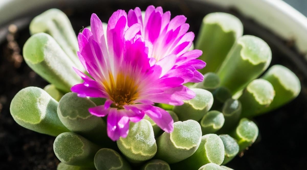 Baby Toes Plant With Pink Flower