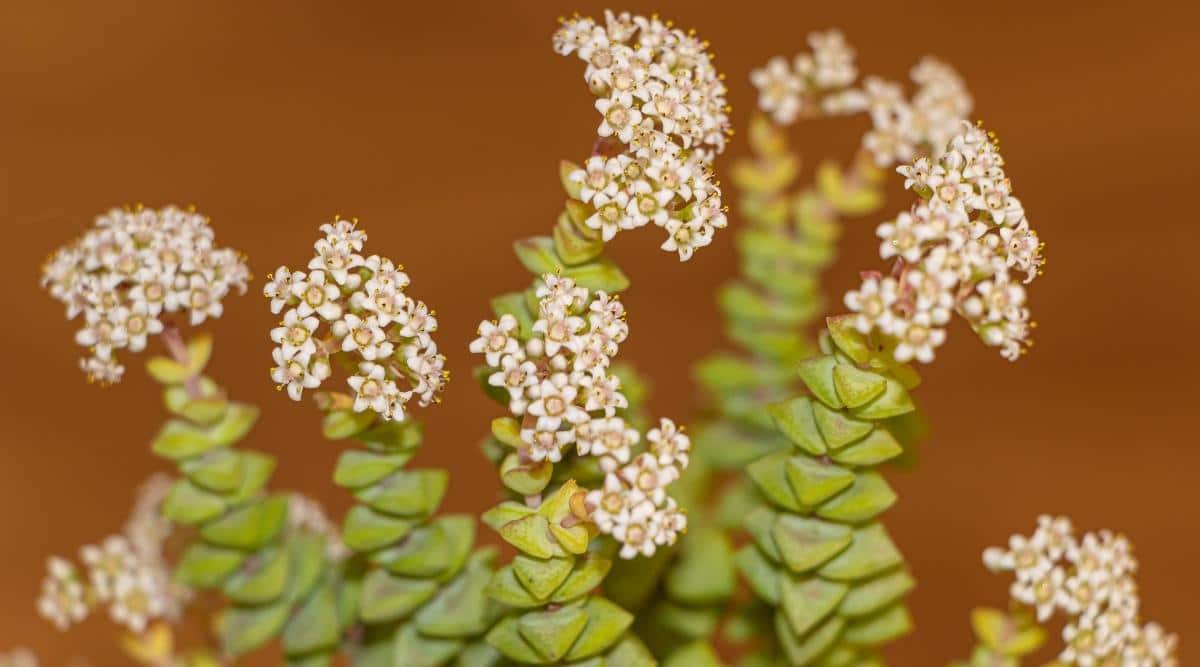 Baby's Necklace in Bloom With Tiny White Flowers