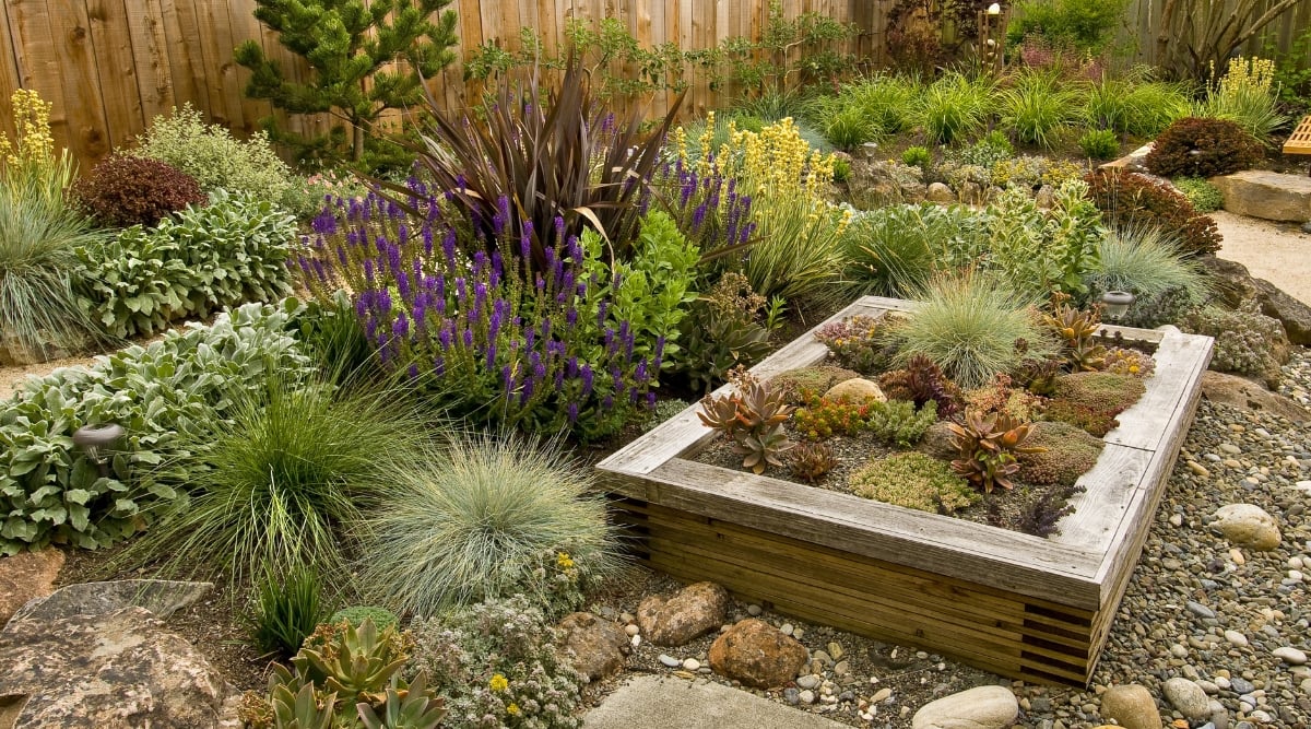 An abundant backyard filled with a variety of plants, showcasing nature's beauty. A charming wooden raised bed adorned with resilient succulents adds rustic charm to the garden.