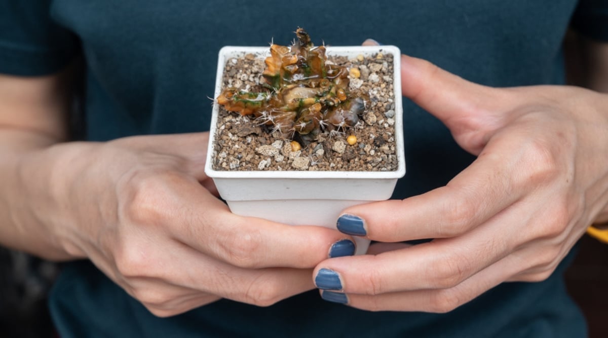 Gardner wearing a navy blue short sleeve shirt and blue nail polish using both hands to hold a small square white plastic container with loose dry potting mix. The cactus that once grew in it is brown and mushy with small white spikes still visible in the mess.