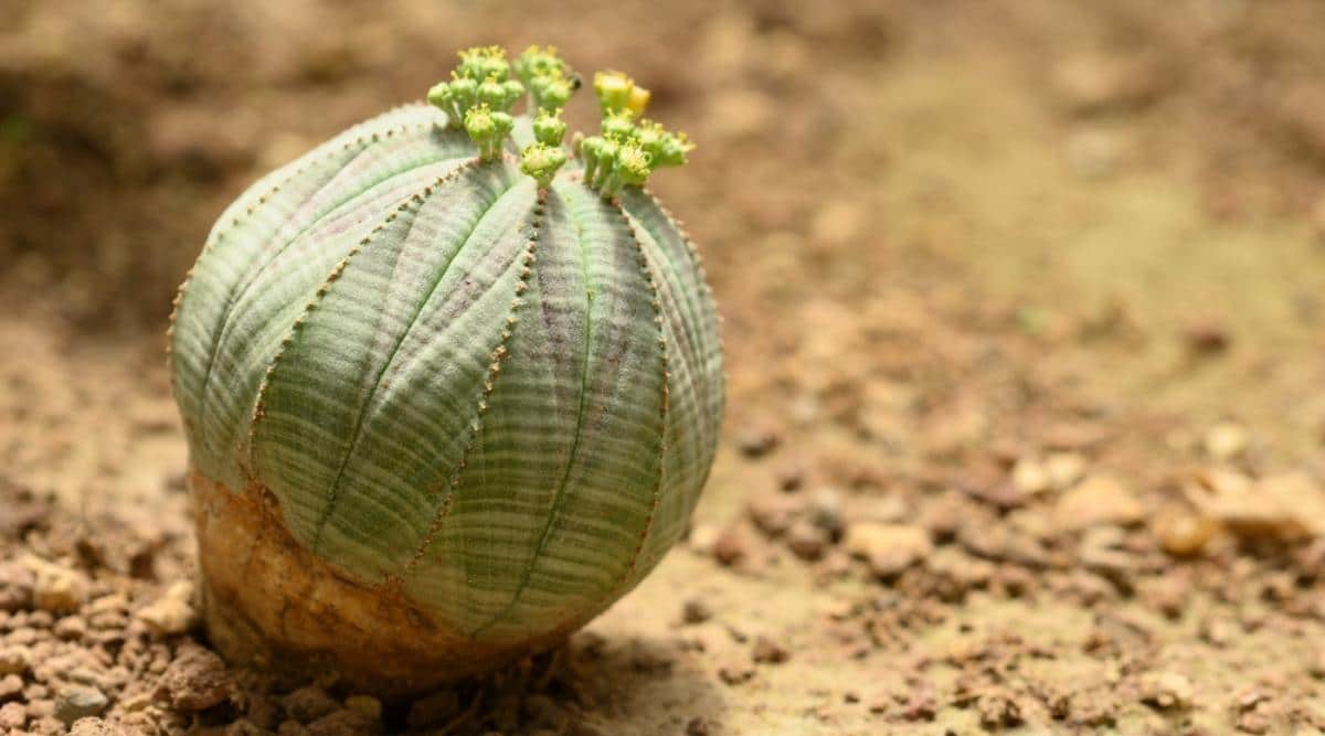 Baseball Plant With Tiny Flowers