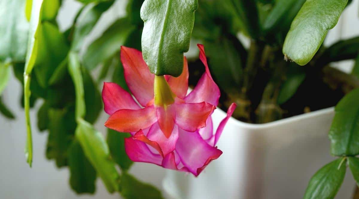 A bright green succulent blooming in a small ceramic pot. You can see the succulent's leaves in much of the picture, and the focus is on the pink bloom that is extending from one leg of the plant. The bloom is a vibrant pink with red accents.