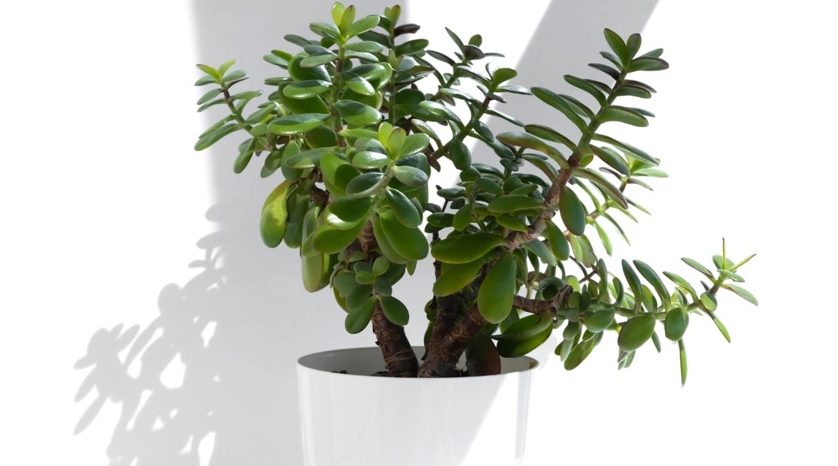 A close plan of a potted crassula ovata on a white background. The plant has thick brown stems, on which oval leaves grow in vigorous pairs. The leaves are glossy-green, fleshy, and juicy. The plant is in a white decorative pot.