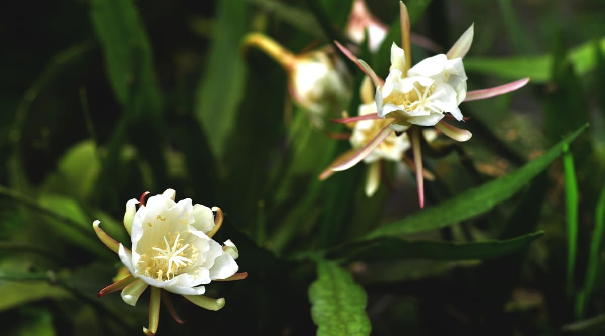 Close-up of flowering Epiphyllum anguliger in its natural habitat. Delicate, funnel-shaped flowers bloom at night. Long, succulent stems bear leaf-like branches with rounded lobes.