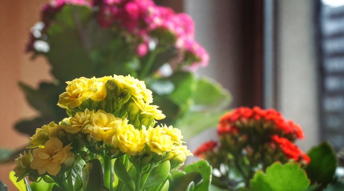 Close-up of three flowering potted Kalanchoes, indoors, on a windowsill illuminated by sunlight. The plant blooms bright yellow, orange-red, and bright pink flowers. The flowers are small, double, collected in umbrella-shaped inflorescences.