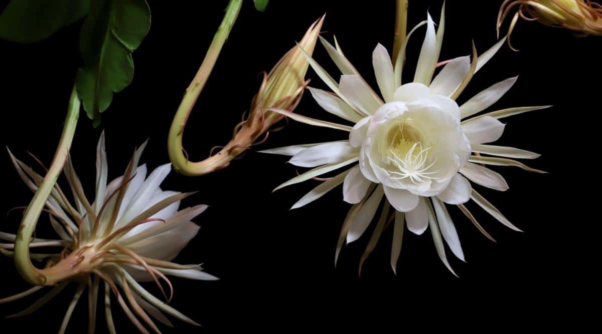 Stunning Night Blooms