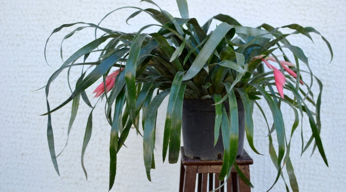 Billbergia Nutans