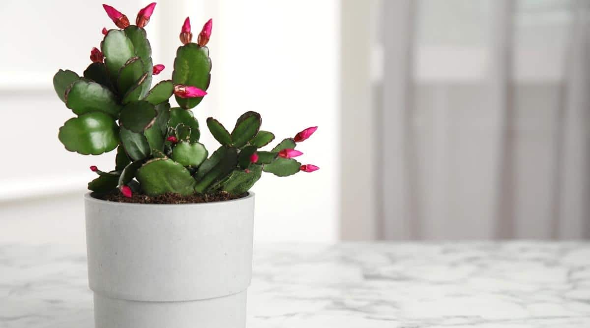 A blossoming succulent in a white pot positioned on a gray-marbled surface, exhibiting young green tendrils with emerging pink blooms, set against a white wall and curtain background.