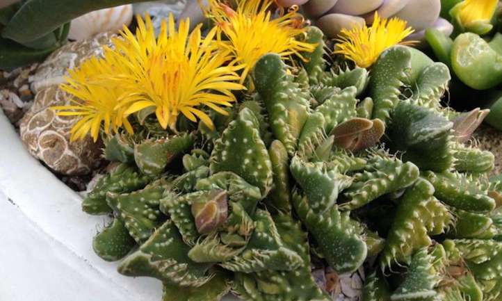 Blooming Faucaria tuberculosa