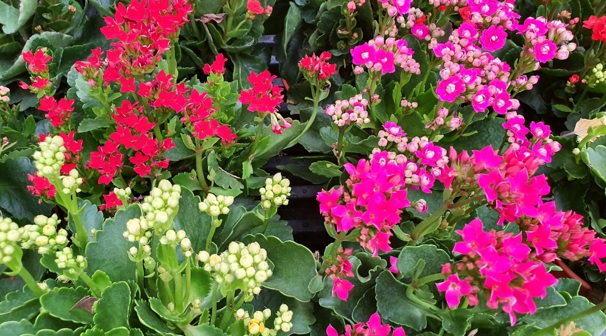 Close-up of flowering Kalanchoe plants in a greenhouse. Plants have large, oval, fleshy, dark green leaves with scalloped edges, and large inflorescences of small single and double flowers in bright pink, bright red and white.