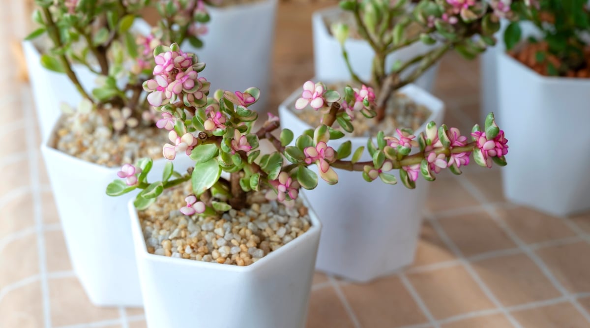 Close-up of Portulacaria Afra flowering plants in white decorative pots. The soil mixture is covered with small decorative pebbles. The stems of the plant are branched, covered with variegated fleshy rounded shapes of pale green and cream hues. Clusters of pink star-shaped flowers bloom on the stems.