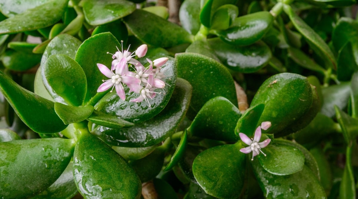 Blooming succulent plant under stress