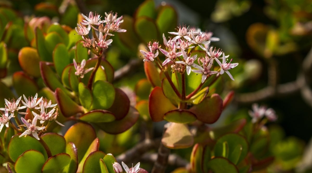 Blooming succulent with pink flowers growing in outdoor garden. The plants are taller, and sprouting many clusters of pink blooms from the tops of the leaf clusters.