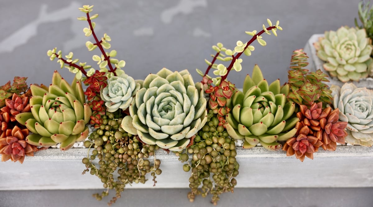 A close-up captures the beauty of a slender, horizontal white centerpiece, skillfully adorned with an array of succulents. The succulents showcase a harmonious blend of lush green and red hues, adding a touch of natural elegance to the narrow centerpiece.