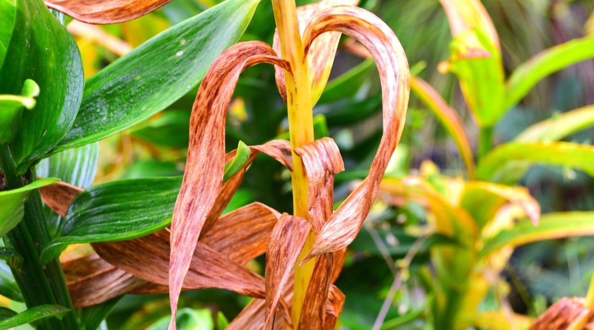 Close-up of a succulent plant affected by the fungus Botrytis. The plant shows signs of pale brown spots due to the disease.