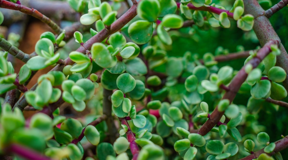 Close-up of branches of Portulacaria afra, elephant bush or dwarf jade plant. The plant has red-brown stems, covered with many small, round, juicy, bright green cream-colored leaves.