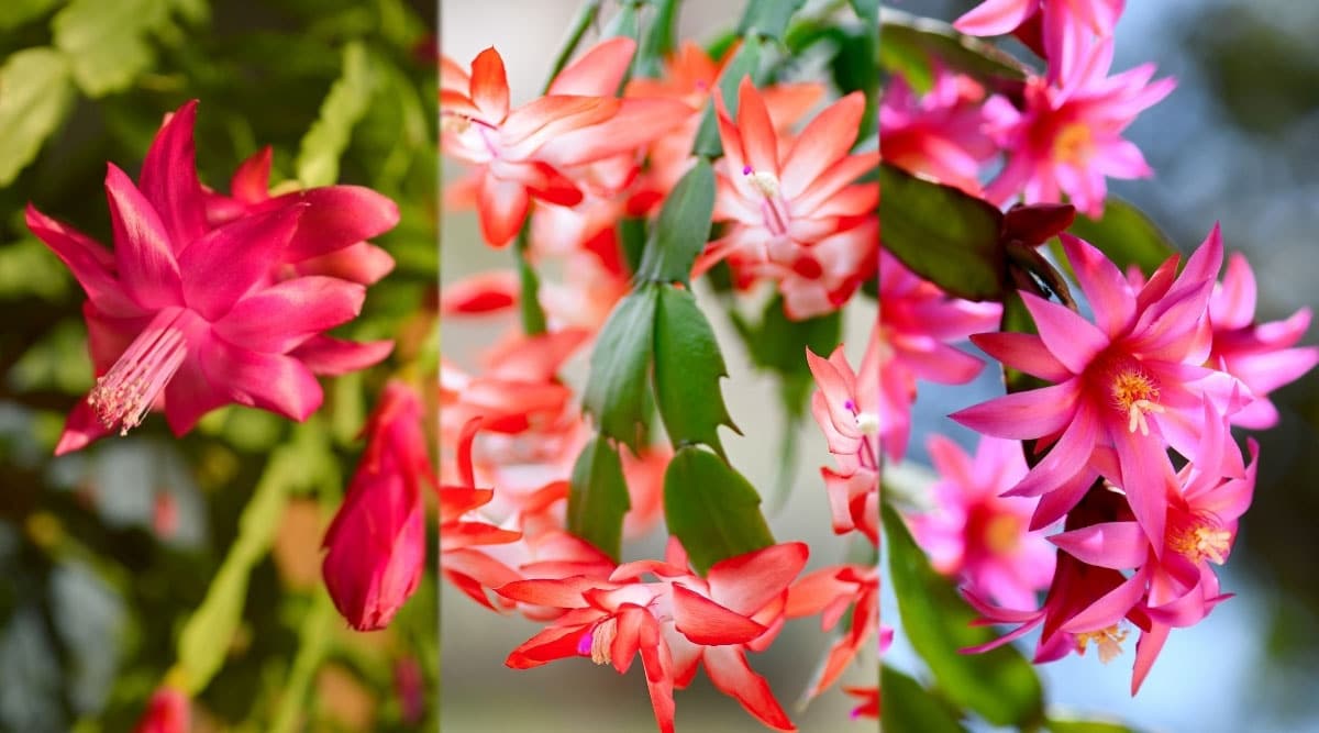 Bright Blooms of Seasonal Cacti