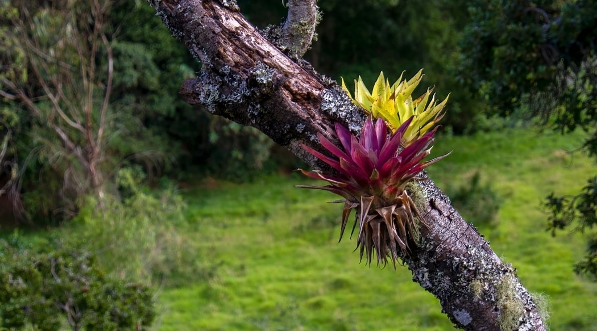 Bromeliad Plants Growing on a Tree