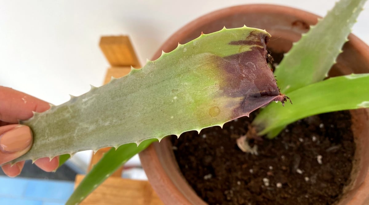 Aloe leaf displaying signs of root rot.