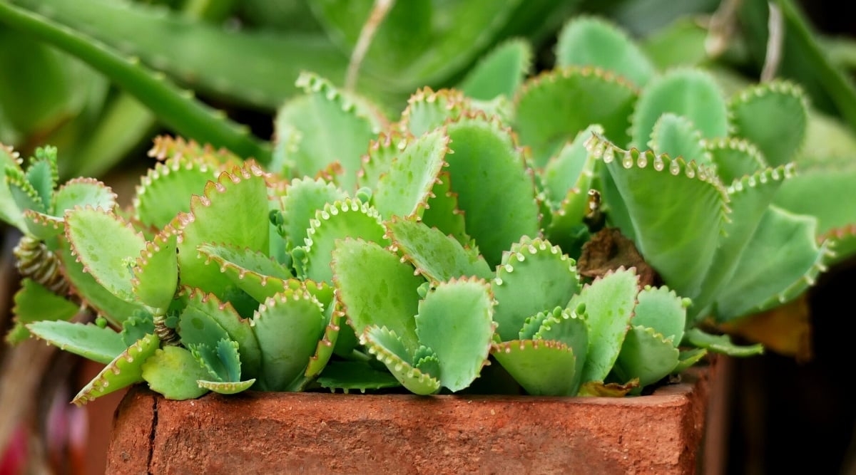 Close-up of growing sprouts of Bryophyllum daigremontianum in a clay pot. The sprouts are young, light green in color, have rounded fleshy leaves with serrated edges. Some leaf margins have a pinkish-orange tint.