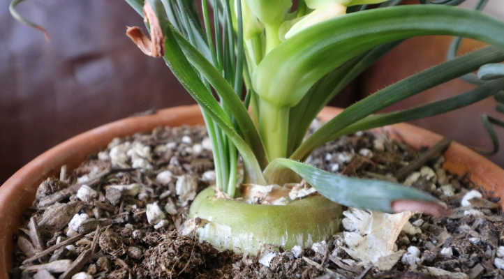 Bulb of albuca spiralis