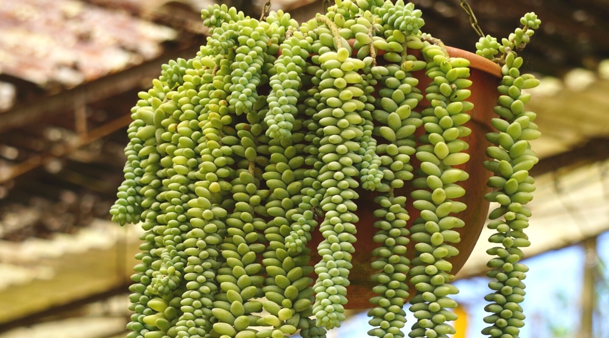 Close-up of Burro's Tail in a semi-circular earthenware hanging pot at a garden center. The plant produces long, drooping stems composed of closely spaced, tear-shaped, fleshy, pale green leaves.