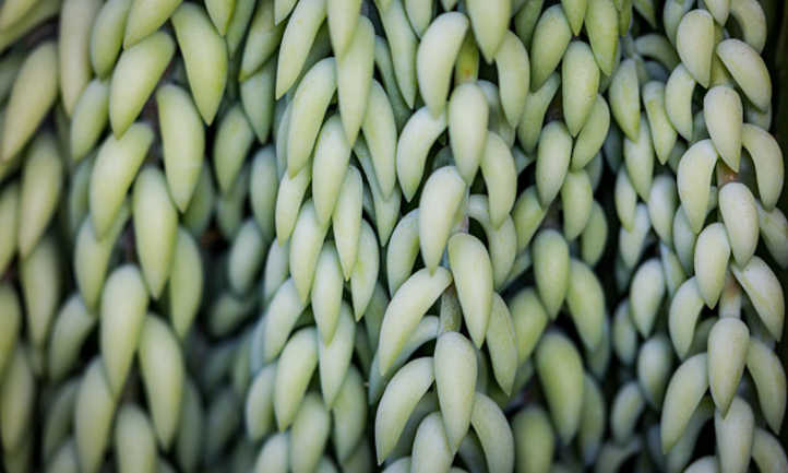 Burros tail