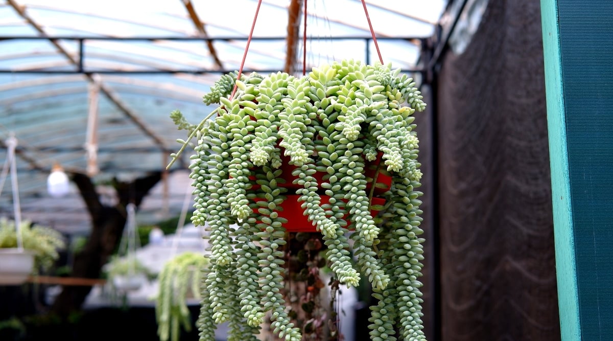 Close-up of a growing Sedum morganianum Burro's Tail in a hanging red decorative container in a greenhouse. The succulent has long, tail-like stems covered with dense, blue-green, fleshy leaves that look like small knobs and are densely packed.