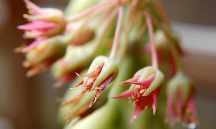 Burros tail flowers