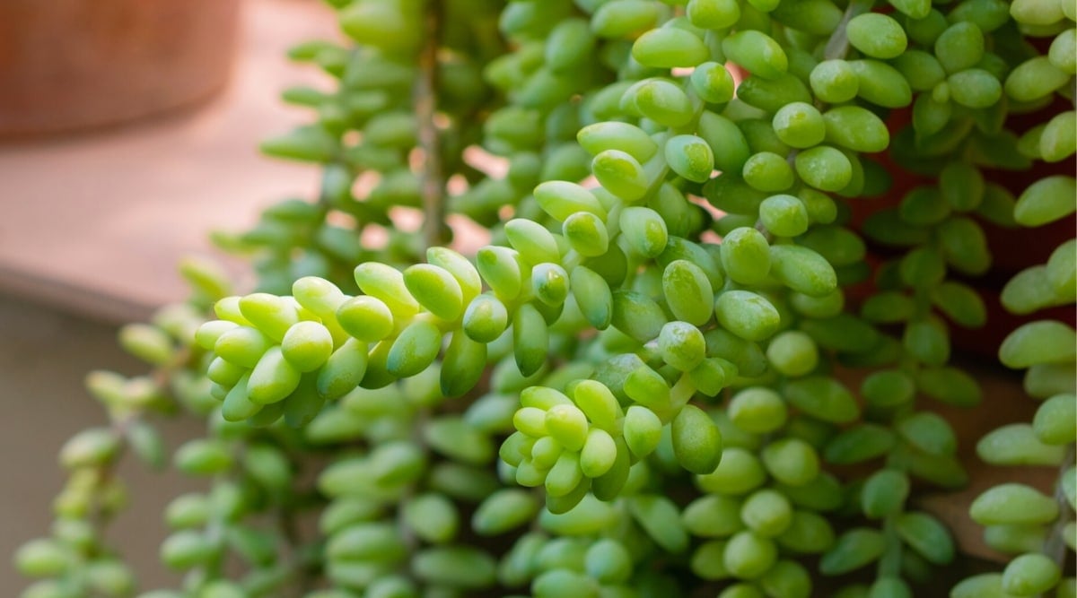 Close-up of the long stems of Burro's Tail succulent plant in a clay pot, against a blurred background. The plant has long stems covered with small, triangular, bright green, fleshy leaves.