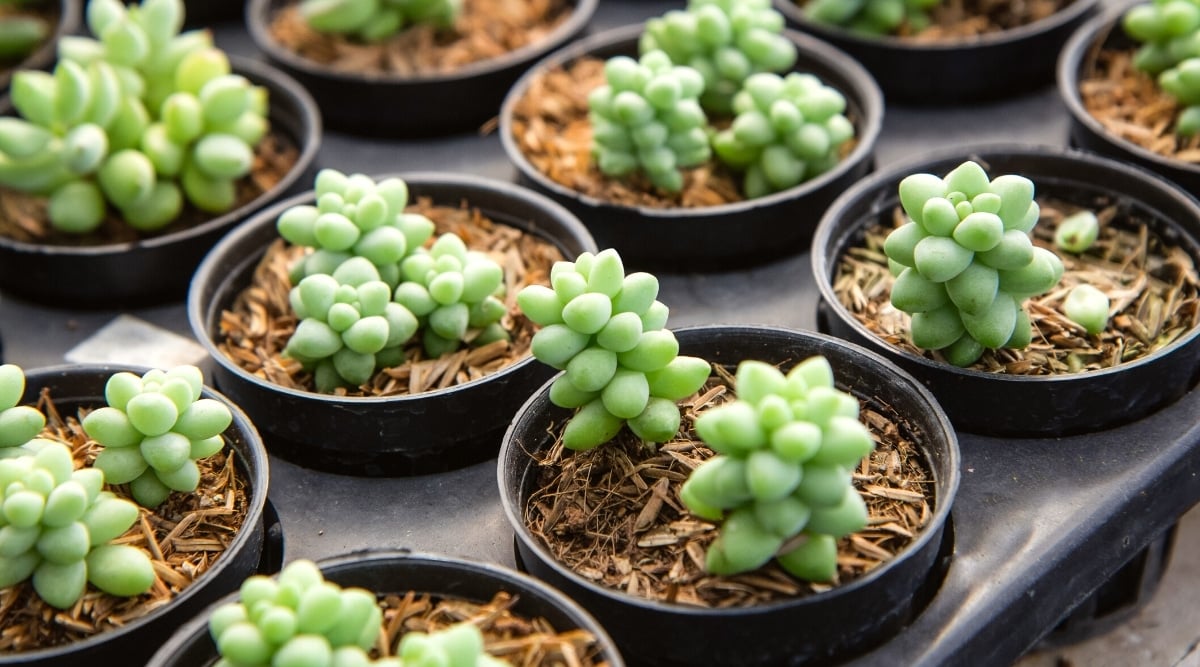 Close-up of young Sedum morganianum succulents in black plastic pots, in a garden center. Plants form short stems densely covered with triangular fleshy pale green leaves.